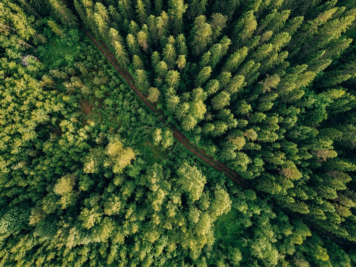 Aerial view of a tree-lined Florida landscape